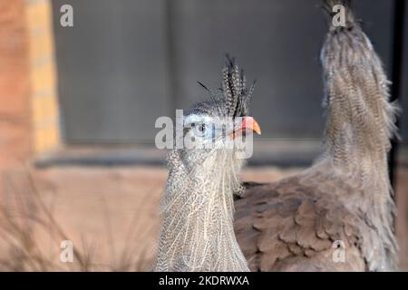 Nahaufnahme Rotbeinige Seriema In Amsterdam, Niederlande 2-11-2022 Stockfoto