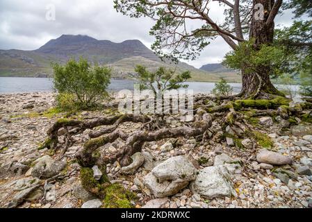 Großbritannien, Schottland, Ross und Cromarty, Wester Ross Highlands. Alte Pinienwälder des Beinn Eighe National Nature Reserve am Ufer neben Loch Maree. Stockfoto