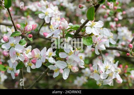 Malus sylvestris, Krabbenapfel, europäischer Krabbenapfel, Wildkrabbe, Malus acerba, Pyrus acerba, Pyrus malus Haufen rosa gefärbter weißer Blüten Stockfoto