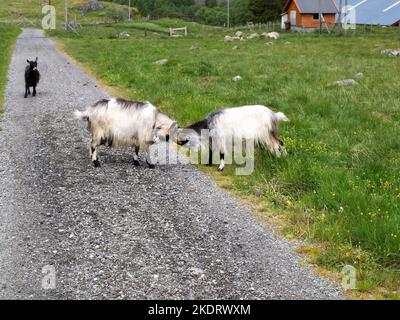 Zwei Ziegen kämpfen auf dem Rallarvegen in der Nähe von Flam in Norwegen, eine junge Ziege beobachtet Stockfoto