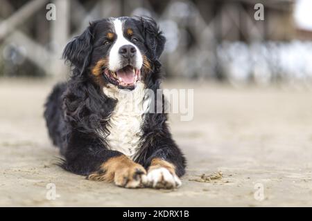 Berner Sennenhund liegend Stockfoto