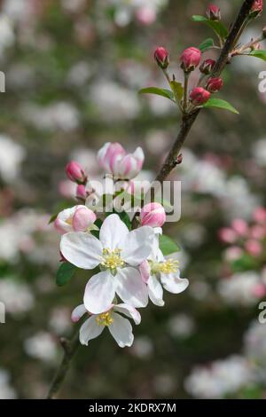 Malus sylvestris, Krabbenapfel, europäischer Krabbenapfel, Wildkrabbe, Malus acerba, Pyrus acerba, Pyrus malus Haufen rosa gefärbter weißer Blüten Stockfoto