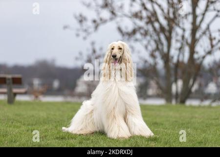 Sitzender Afghane Stockfoto