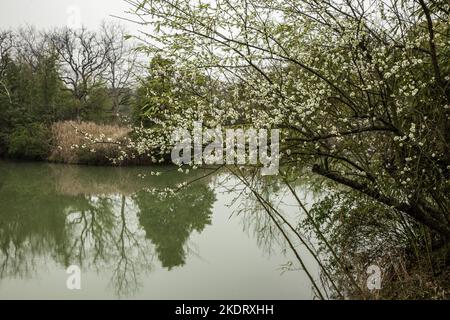 Hangzhou xixi Feuchtgebiet Stockfoto