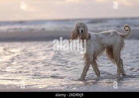 Fuß Afghan Stockfoto