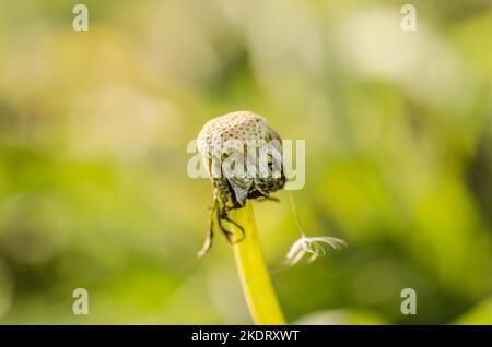 Nahaufnahme eines halbgebackenen Dandelions auf grünem Hintergrund. Stockfoto