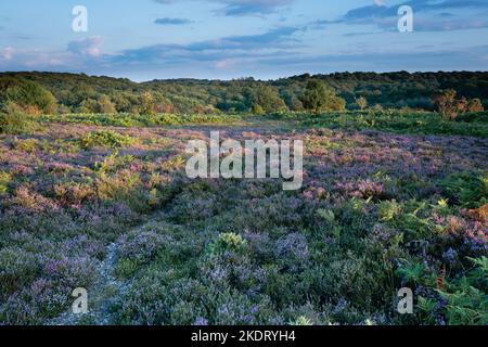 Tiefland Heath in Fritham Plain, im New Forest National Park Stockfoto