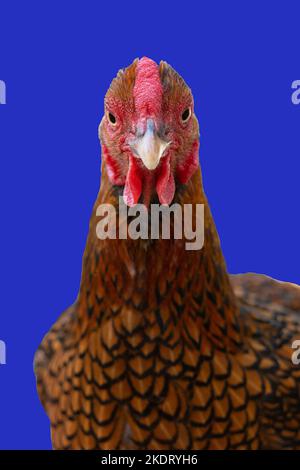 Wyandotte bantam Chicken golden geschnürt isoliert im blauen Hintergrund Vorderansicht Stockfoto