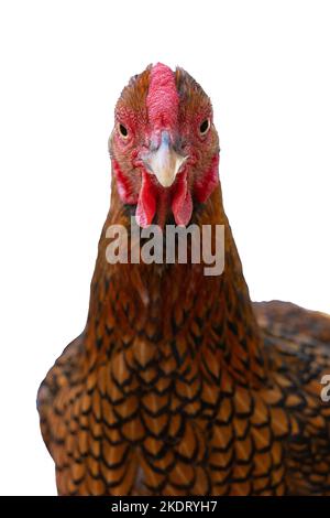 Wyandotte bantam Chicken golden geschnürt isoliert in weißem Hintergrund Vorderansicht Stockfoto
