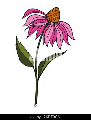 Echinacea Blume Färbung rosa lila violett , handgezeichnete Doodle. Vektorgrafik Stock Vektor