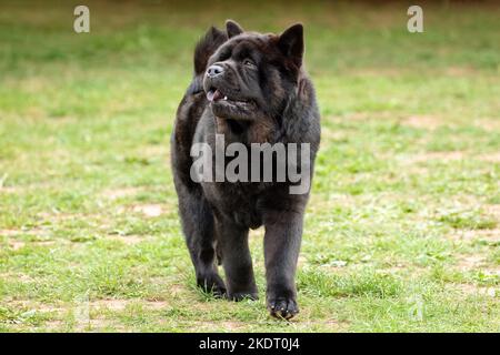 Schwarz glatt beschichteter Chow Chow Hund Stockfoto