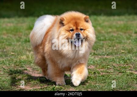 Flauschiger roter chinesischer Chow Chow Hund auf Gras Stockfoto