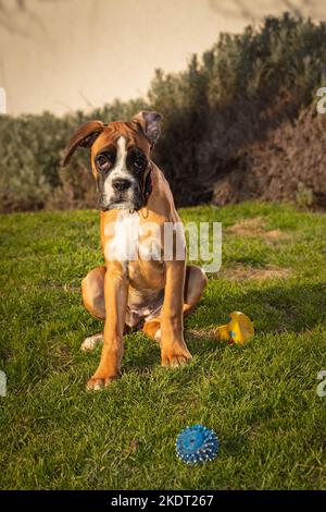 Schöner Boxerhund sitzt im bunten Herbstgras. Stockfoto