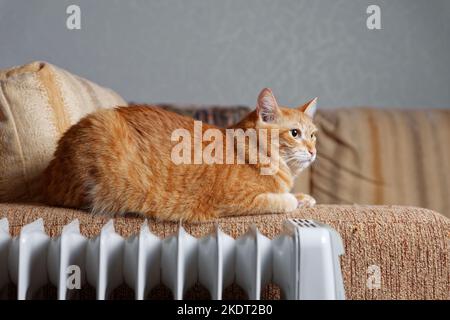 Die rote Katze sitzt auf der Armlehne des Sofas neben dem Ölheizer und wärmt sich auf Stockfoto
