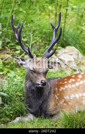 Sika-Hirsch Stockfoto