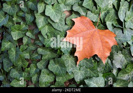 Herbstliches gelbes Holzblatt auf grünen Efeu-Blättern. Stockfoto