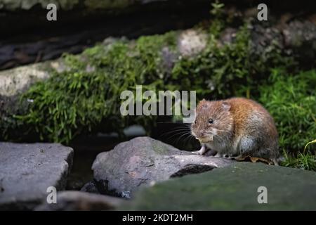 Long-tailed Feldmaus Stockfoto