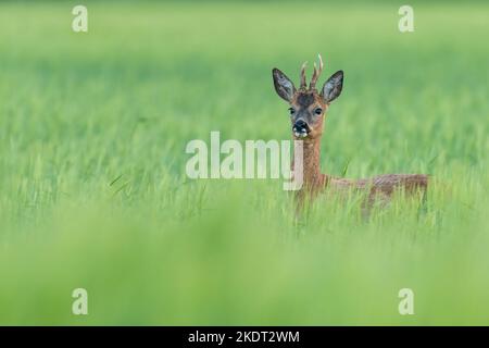 Junger Hirsch im Weizenfeld Stockfoto