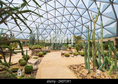 Kaktus und verschiedene Arten von Wüstenpflanzen in einem Gewächshaus Stockfoto