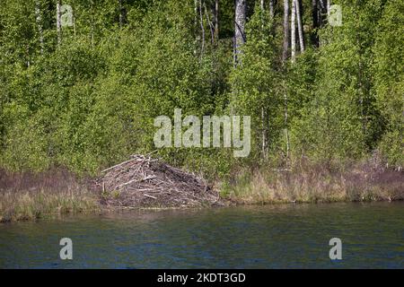 Biber-Burg, Biberburg an einem Tümpel, Teich in Schweden, Europäischer Biber, Burg eines Bibers, Altwelt-Biber, Rizinusfaser, Biberhütte, Biber, Stockfoto