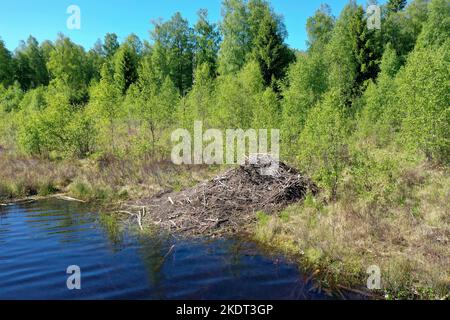 Biber-Burg, Biberburg an einem Tümpel, Teich in Schweden, Europäischer Biber, Burg eines Bibers, Altwelt-Biber, Rizinusfaser, Biberhütte, Biber, Stockfoto