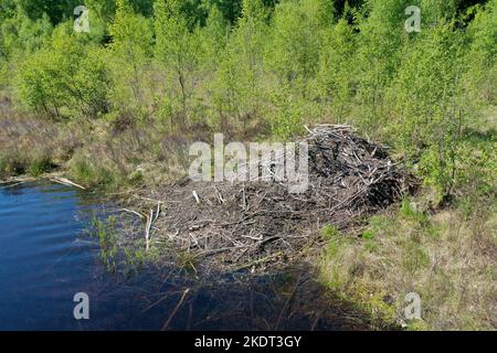 Biber-Burg, Biberburg an einem Tümpel, Teich in Schweden, Europäischer Biber, Burg eines Bibers, Altwelt-Biber, Rizinusfaser, Biberhütte, Biber, Stockfoto