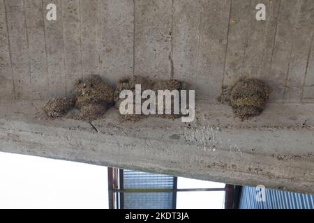 Mehlschwalbe, Mehl-Schwalbe, Schwalbe, Lehmnest, Nest, Lehmnester, Nester unter Dachvorsprung, Schwalben, Schwalbennest, Schwalbennester, Delichon urb Stockfoto