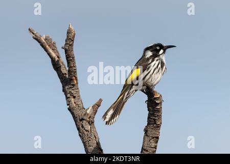New Holland Honeyeater, Victoria, Australien Stockfoto