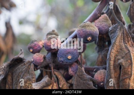 Verdorbene und verdorbene Feigen auf dem Baum. Ernteproblem durch trockenen Sommer Stockfoto