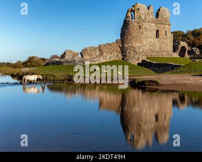 Pferde überqueren einen Fluss neben den Ruinen einer alten Burg. (Ogmore Castle, Glamorgan, Wales) Stockfoto