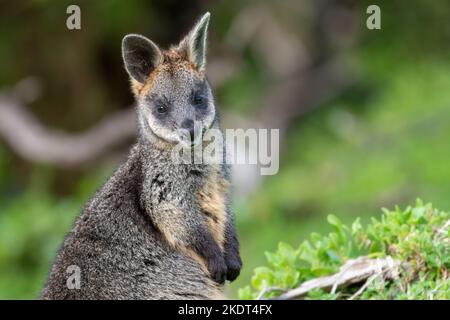 Sumpf Wallaby, Tower Hill, Victoria Stockfoto