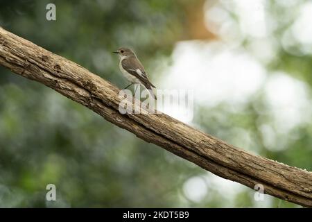 Europäischer Fichtenfliegenfänger Weibchen sitzt auf einem Ast Ficedula hypoleuca ist ein kleiner Singvögel aus der Familie der alten Fliegenfänger Stockfoto