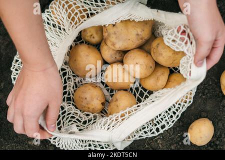 Nahaufnahme der Hände einer Farmerin, die Kartoffeln pflückt und in den Öko-Beutel legt. Ökologischer Gemüseanbau. Saisonale Gartenarbeit. Farmer Field. Stockfoto