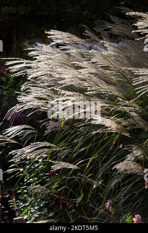 Im frühen Herbst farbenfrohe Gartenbands im englischen Garten Stockfoto