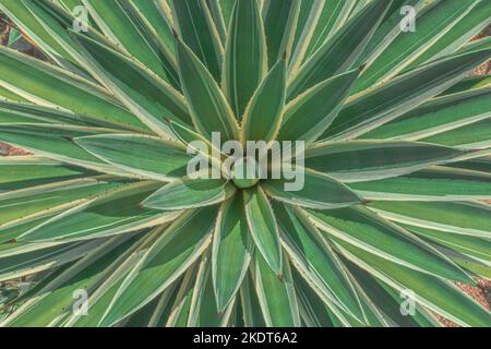 Nahaufnahme der Agave. Kaktus Pflanzen Muster Tapete. Sukulente Pflanzenmuster. Details von einem Sukulenten Blätter. Stockfoto