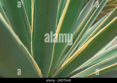 Nahaufnahme der Agave. Kaktus Pflanzen Muster Tapete. Sukulente Pflanzenmuster. Details von einem Sukulenten Blätter. Stockfoto