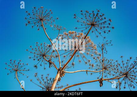 Trockene Blütenstände von Unkraut Pflanzen auf blauem Hintergrund Nahaufnahme. Vorlage für die Gestaltung von Tapeten, Poster Stockfoto