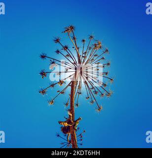 Trockene Blütenstände von Unkraut Pflanzen auf blauem Hintergrund Nahaufnahme. Vorlage für die Gestaltung von Tapeten, Poster Stockfoto