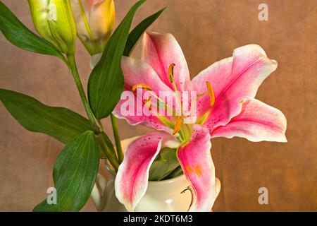Lilium 'Stargazer', oder Stargazer Lilie, in einem Strauß von Lilien. Stockfoto