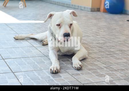 Weißer großer Hund Dogo Argentino argentinischer Mastiff Stockfoto