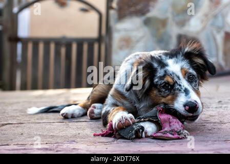 Porträt eines australischen Schäferhundes, der an einem Slipper knabbert. Stockfoto