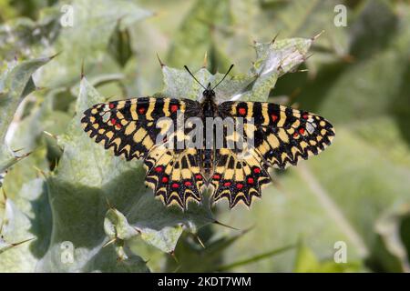 Spanischer Festoon - Zerynthia rumina (Linnäus, 1758) - Schmetterling in Carissa Aurelia, Andalusien, Spanien. April 2021 Stockfoto