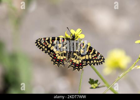 Spanischer Festoon - Zerynthia rumina (Linnäus, 1758) - Schmetterling in Carissa Aurelia, Andalusien, Spanien. April 2021 Stockfoto