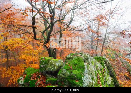 Holz zur Herbstzeit bei Nebel Stockfoto