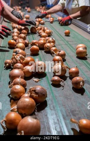 Mitarbeiter der Zwiebelsortierlinie in der Verpackungshausanlage. Frisch Geerntete Zwiebellampen, Die Sich Entlang Des Förderbands Bewegen. Stockfoto