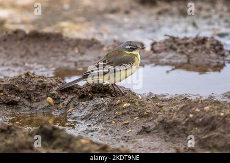 Alaskan Yellow Wagtail (Motacilla t. tschutschensis) - ein streifender Vogel in Sedgeford, Norfolk, Großbritannien im Januar 2020 Stockfoto