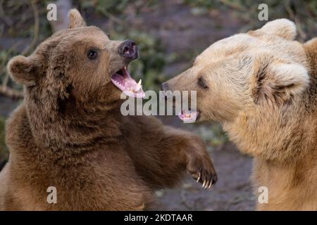 Syrische Braunbären Stockfoto