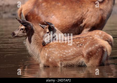 Red deer Stockfoto