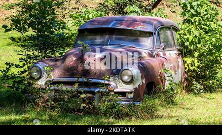 Schrottwagen aus den 1950er Jahren, in einigen Büschen verlassen Stockfoto