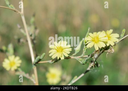 Ein paar gelbe Blüten auf grünem Hintergrund Stockfoto